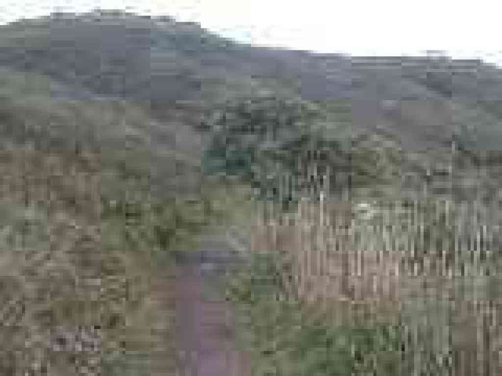 Large coffeeberry is the tallest plant along the trail