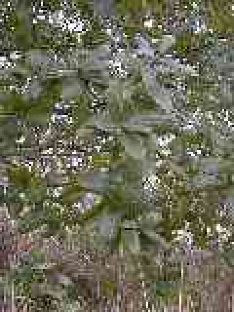 California coffeeberry