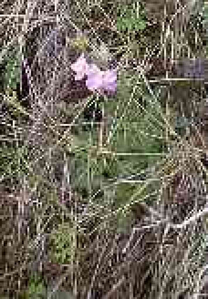 Wallflower?