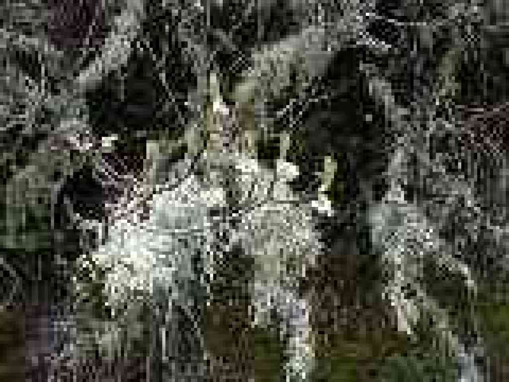 Unknown plant