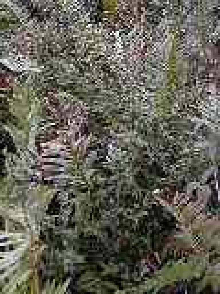 Huckleberry and ferns