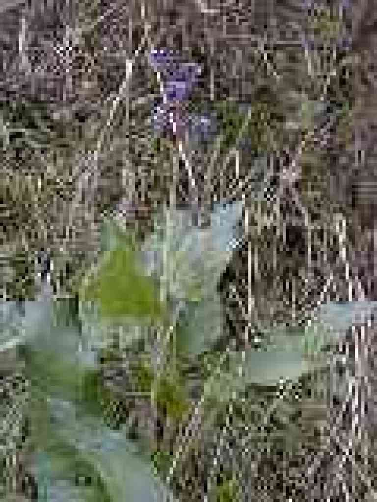 Hound's tongue