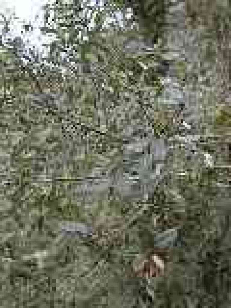 Oak