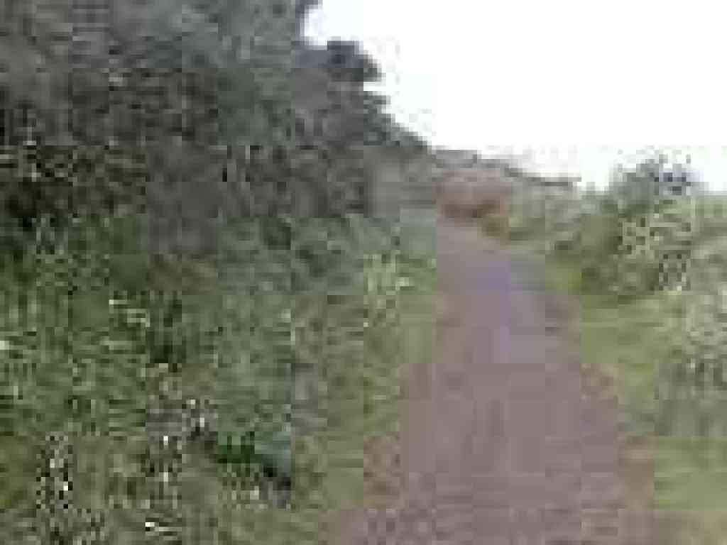 Milkmaids along the trail