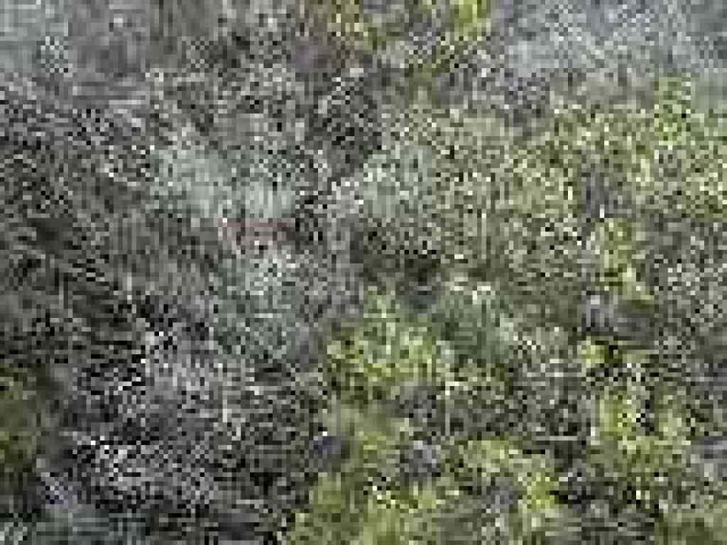 Sagebrush and Coyote brush