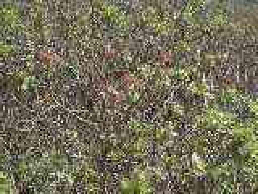 Poison oak