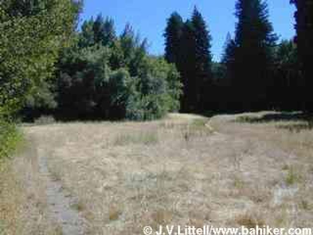 At the edge of the meadow