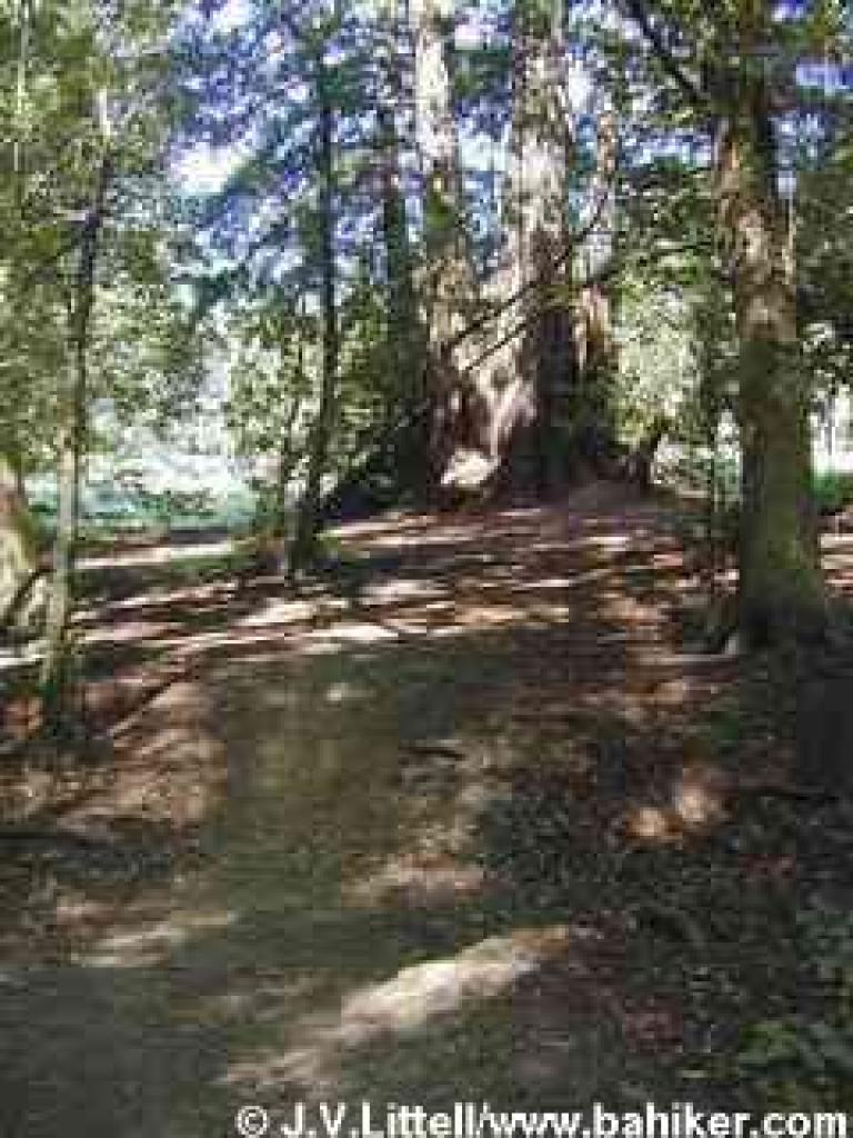 Redwoods at the edge of the meadow