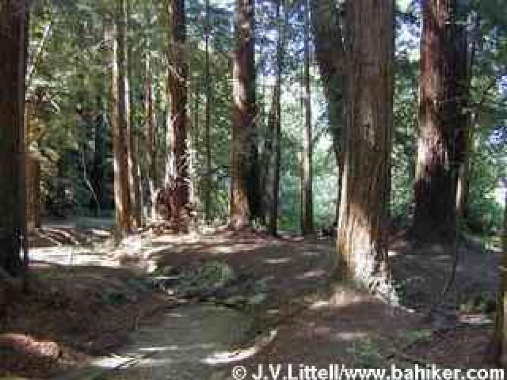 Roy's Redwoods