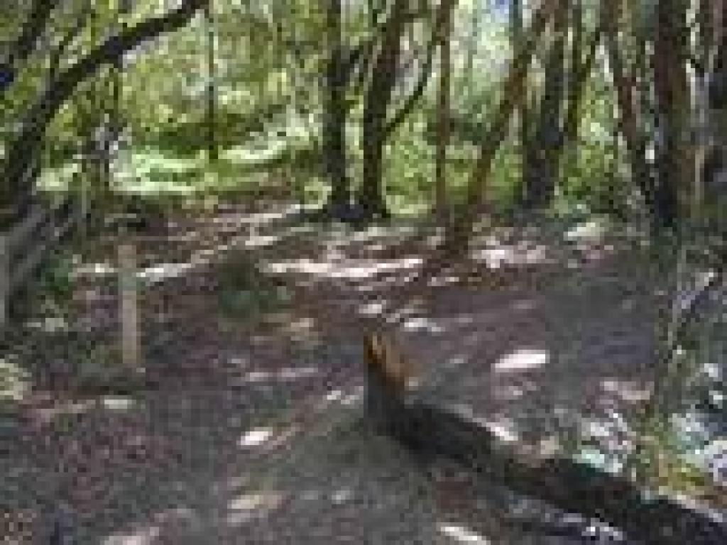 Loop Trail
