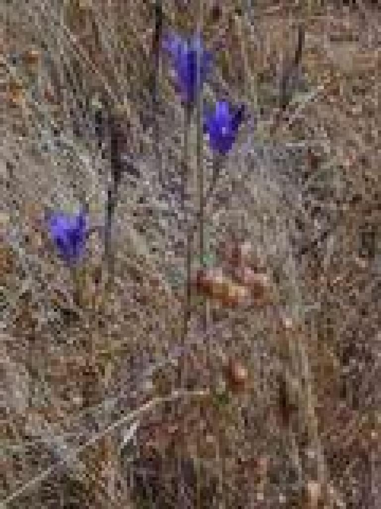 Brodiaea