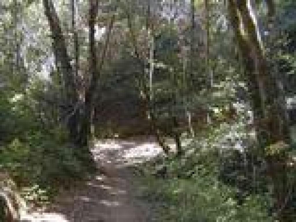 Through woods