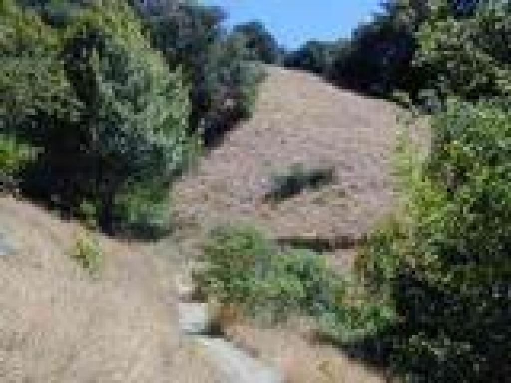 Grassland