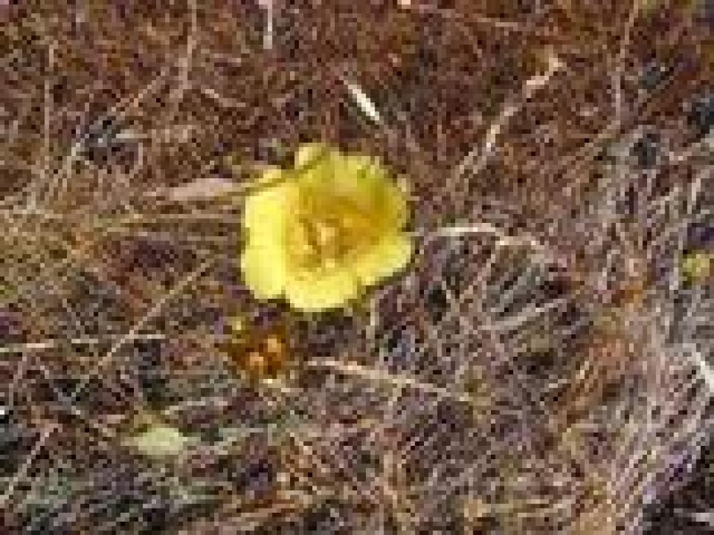 Yellow mariposa lily