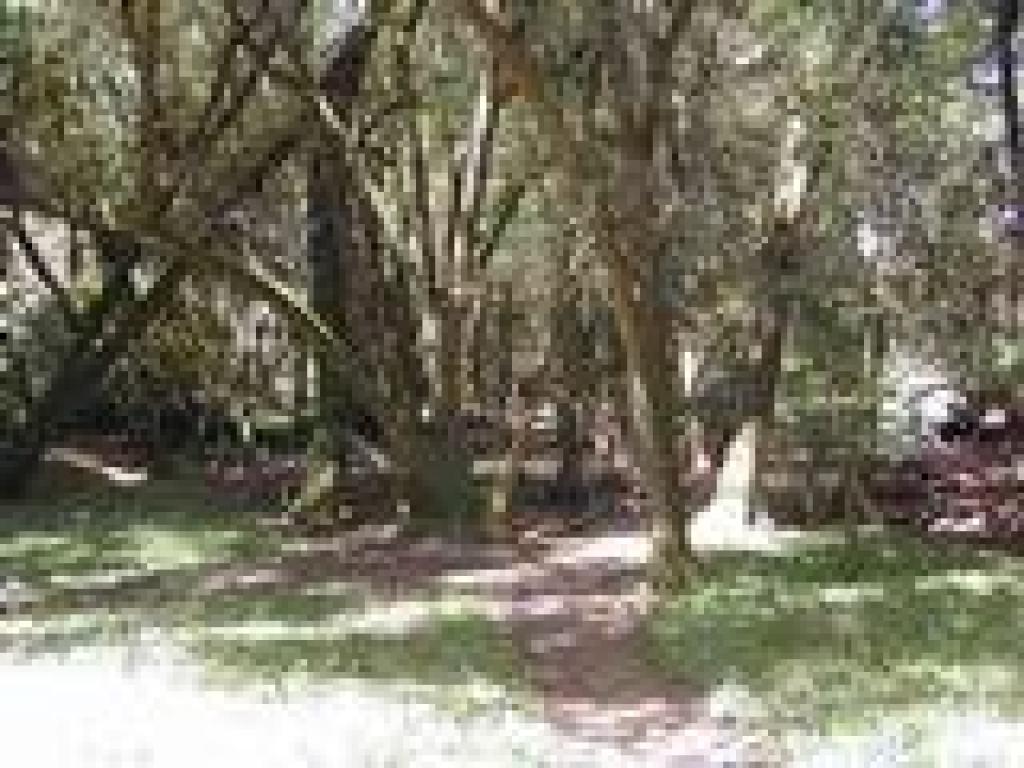 Woods