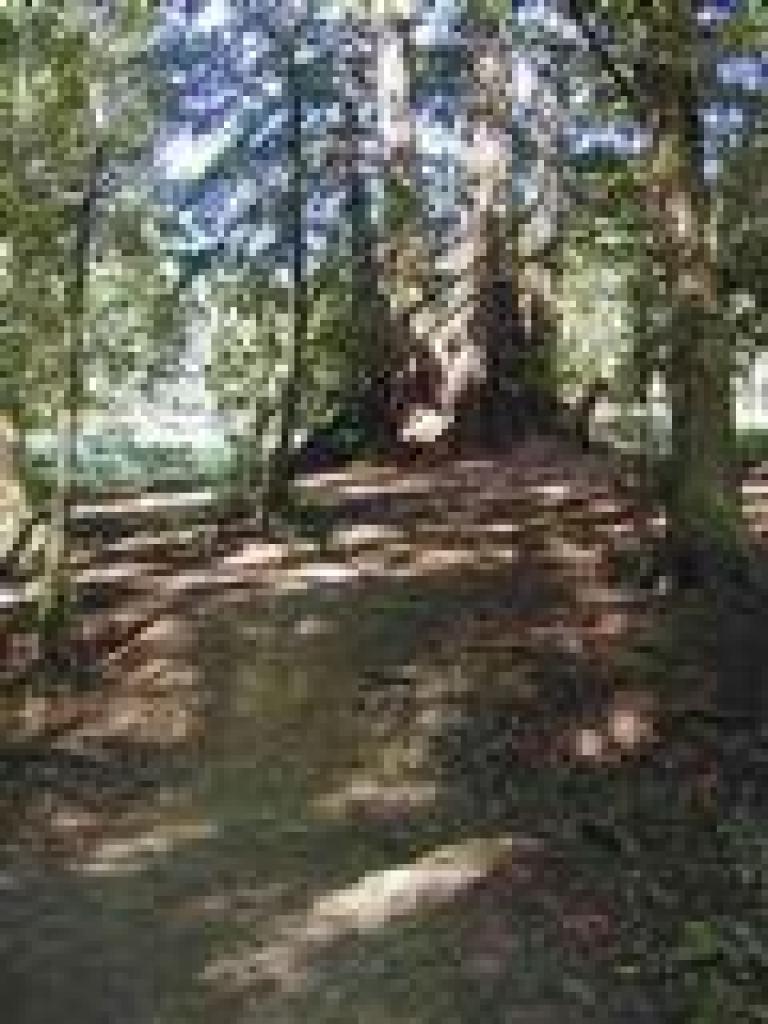 Redwoods