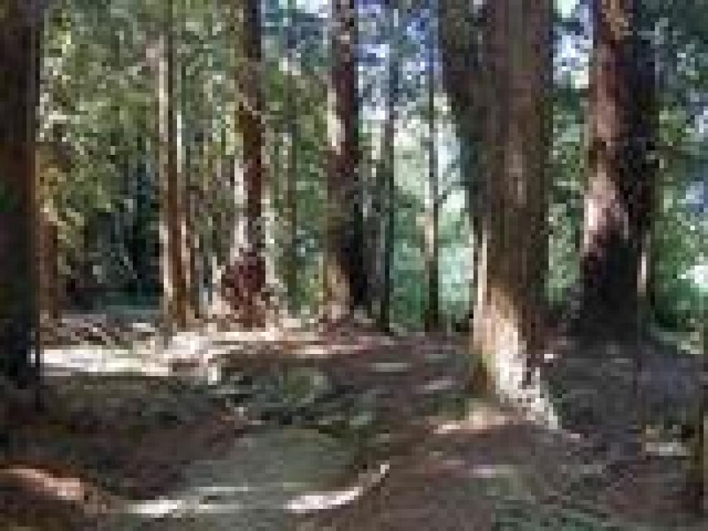 Through redwoods