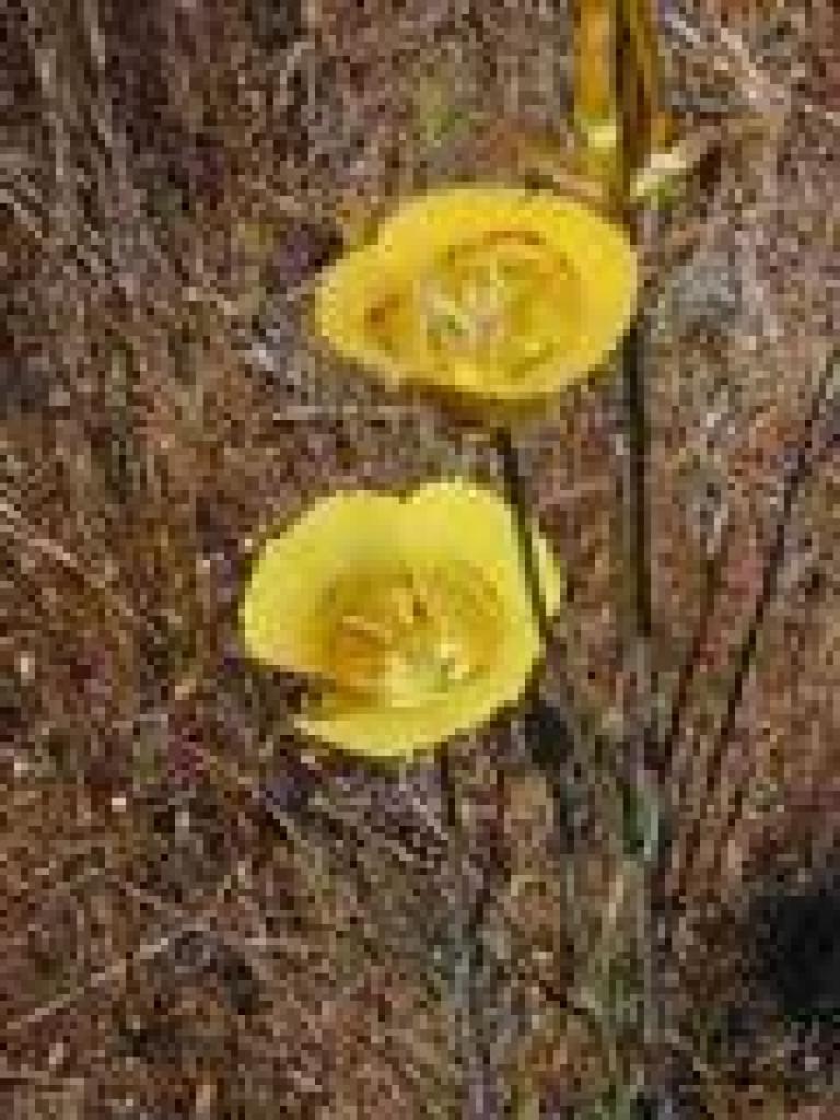 Yellow mariposa lily