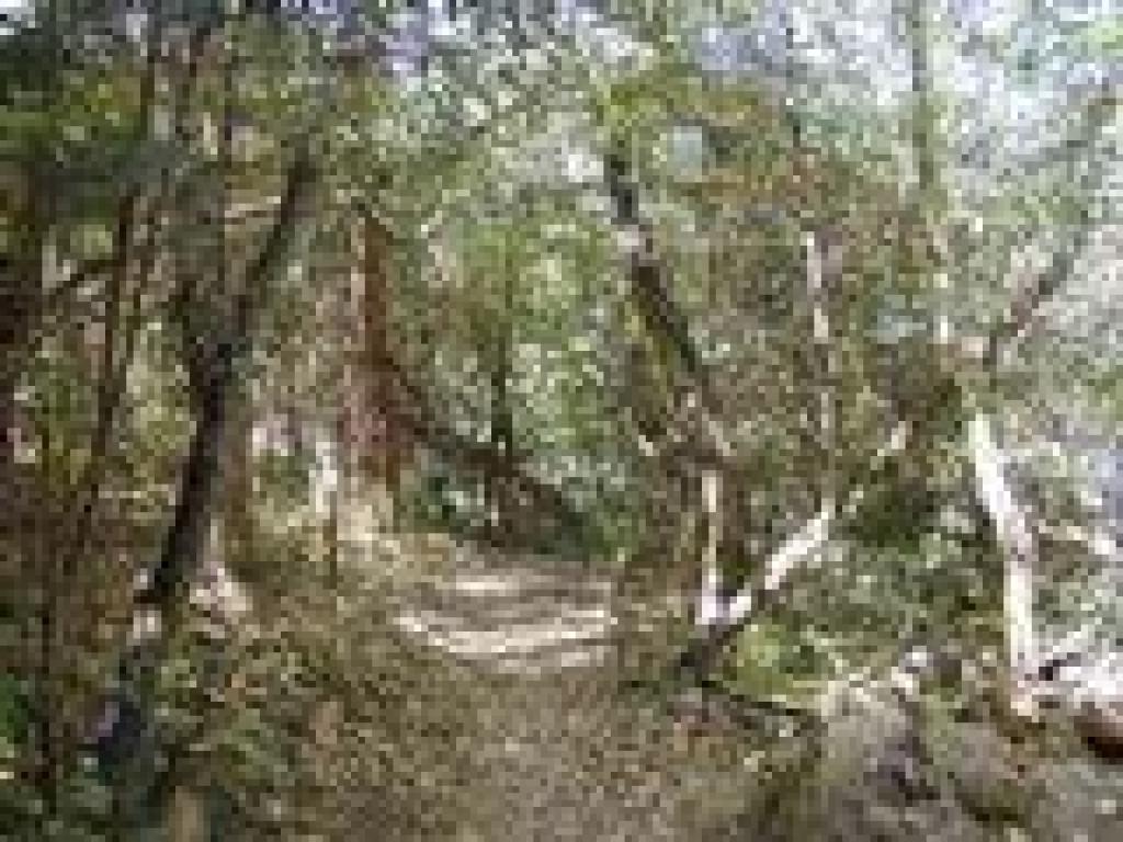 Pocket forest