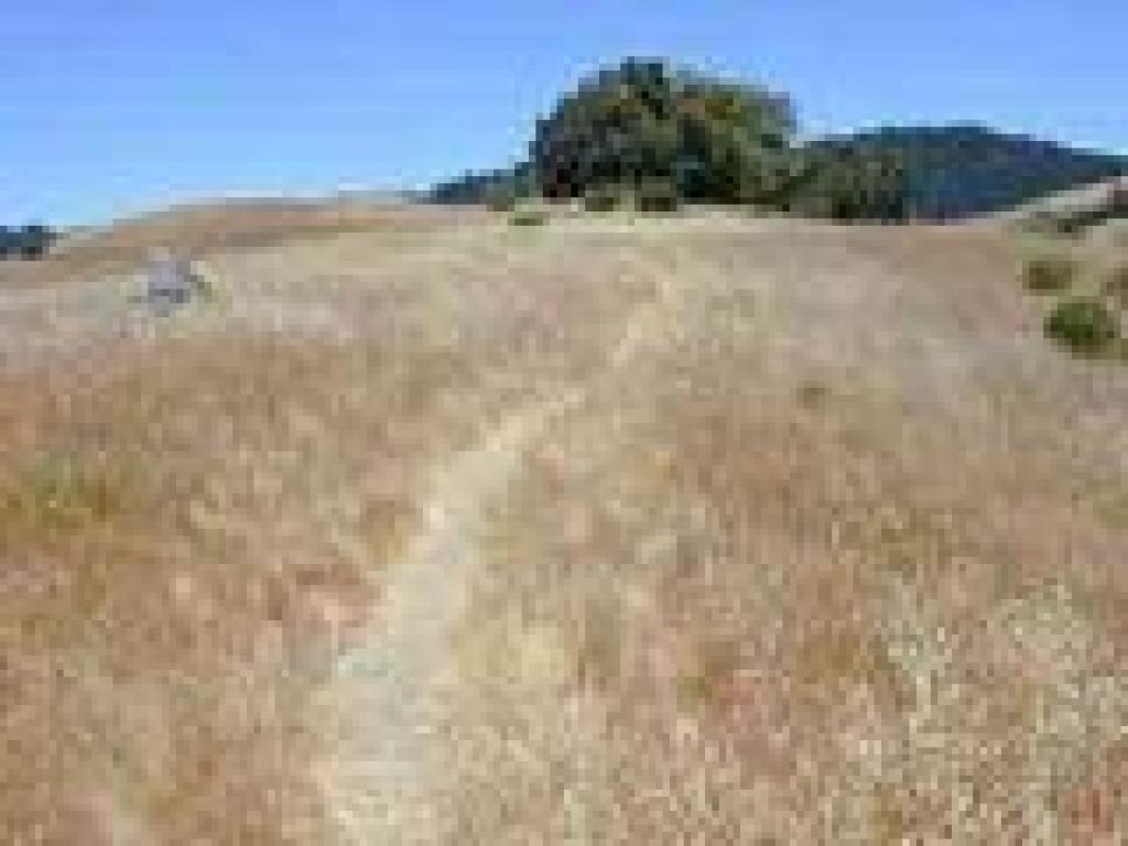 Through grassland