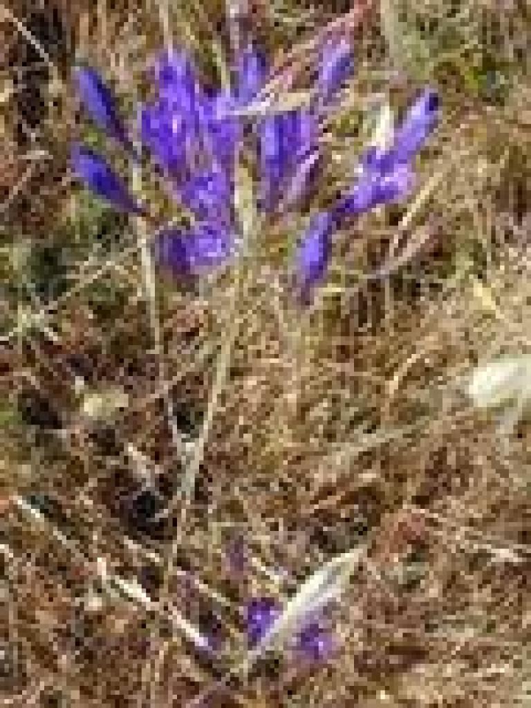 Ithuriel's spear