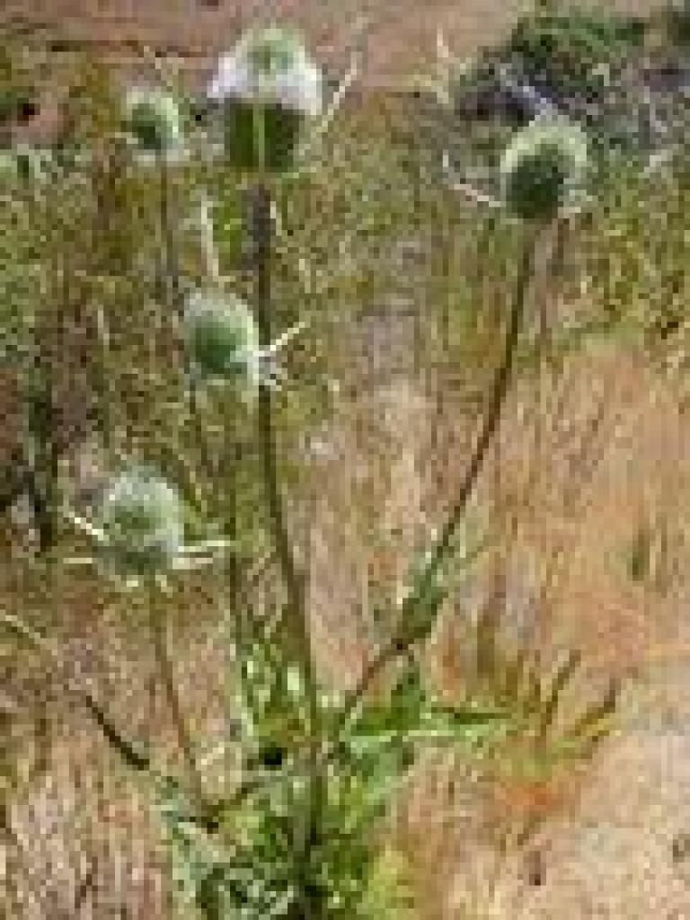 Teasel
