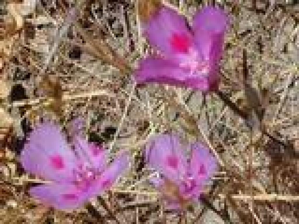 Clarkia
