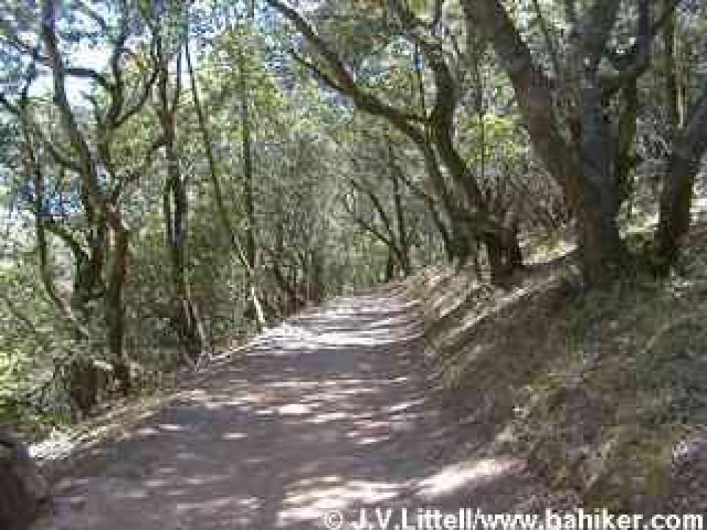 California bay woods on Pinheiro Fire Road