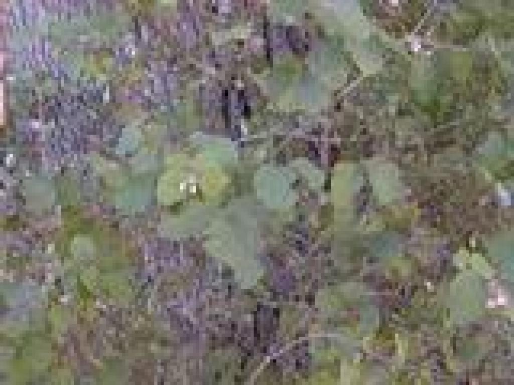 Snowberry