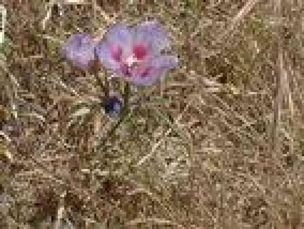 Clarkia