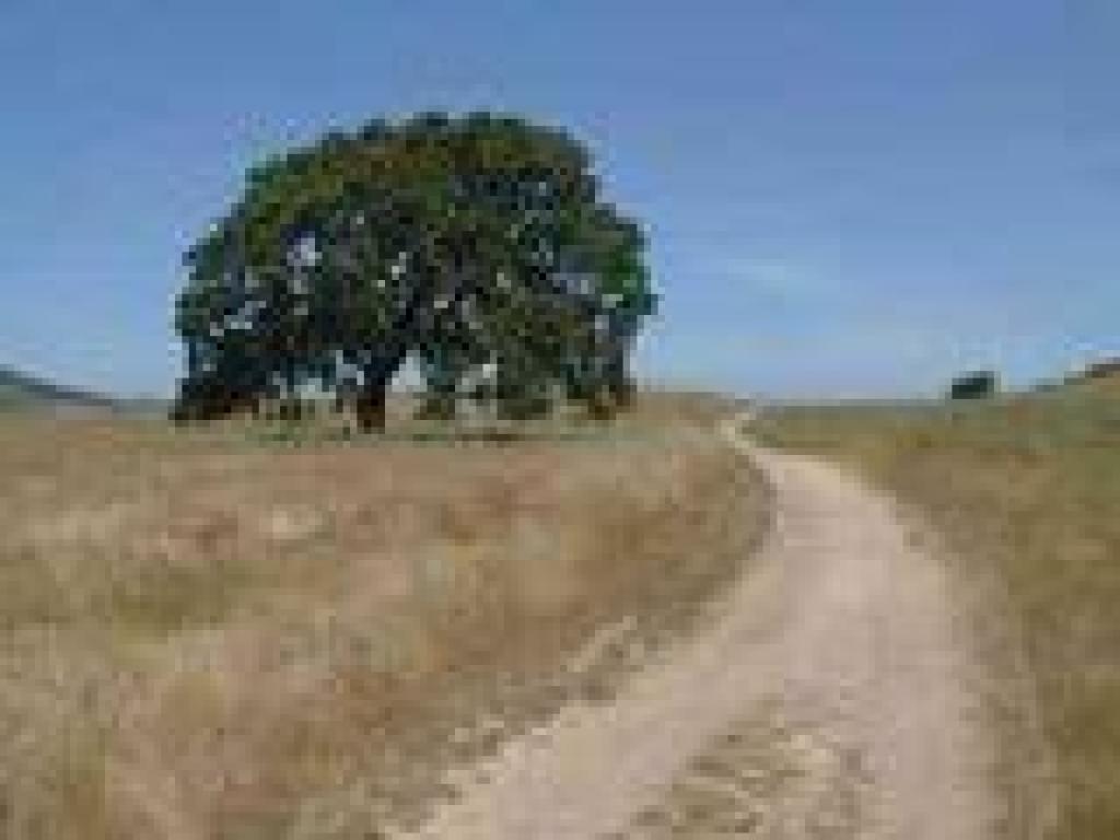 A valley oak