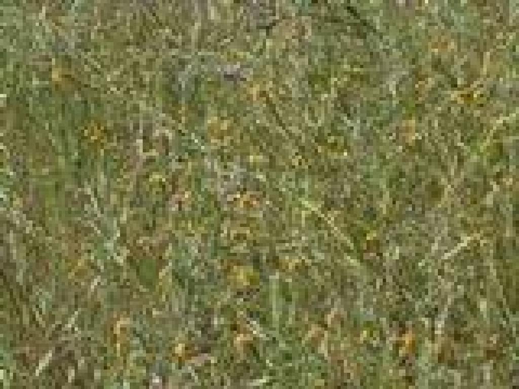Fiddlenecks