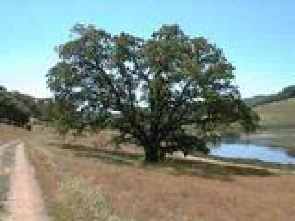 Blue oak