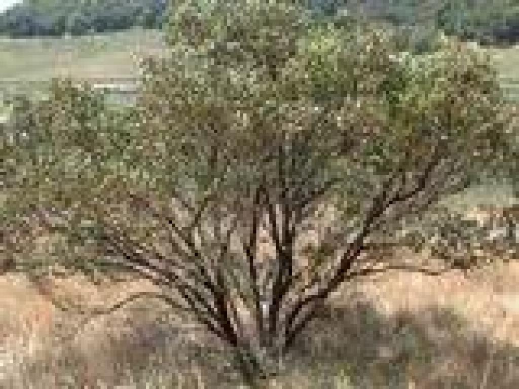 Manzanita