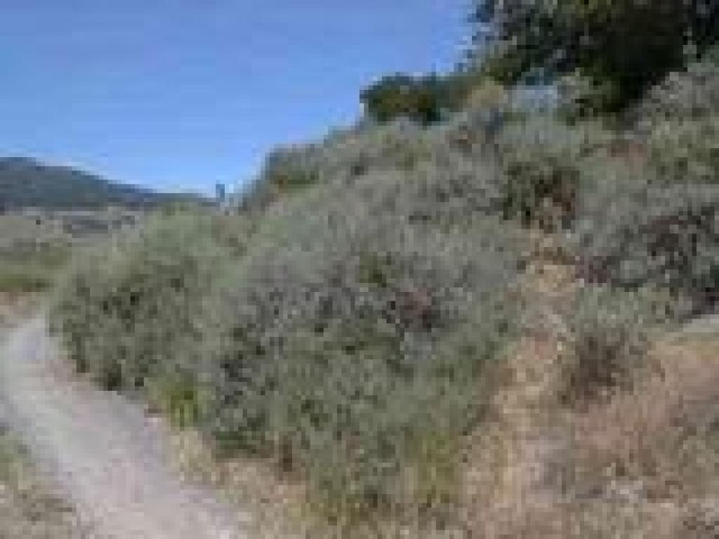 Sagebrush