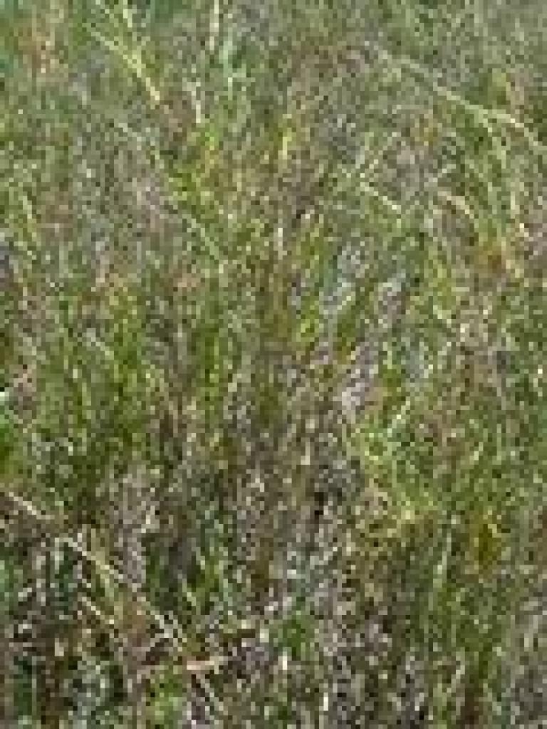 Pickleweed