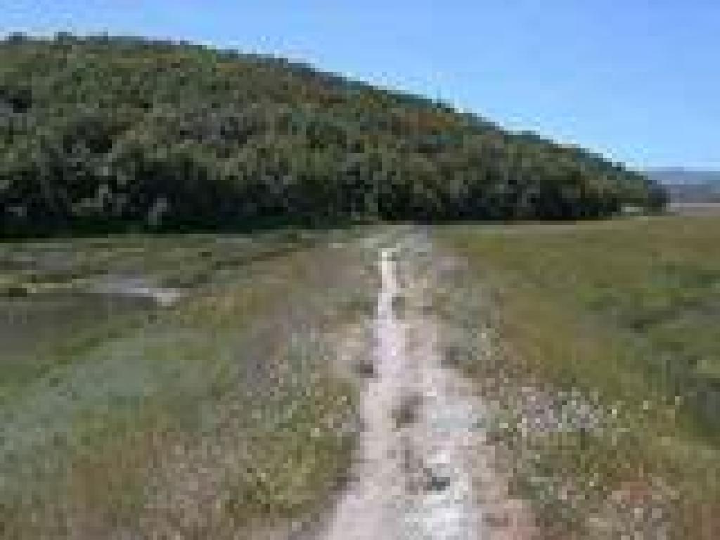 Wild radish lines the trail