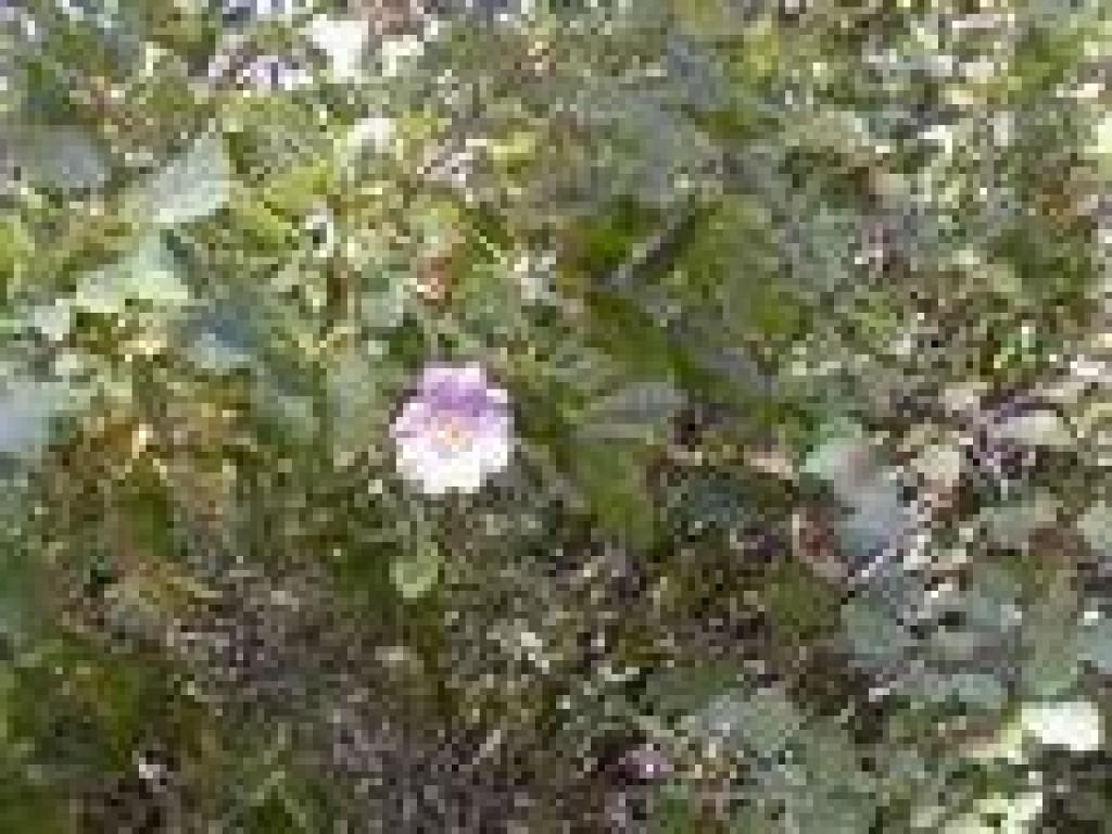 Wild rose