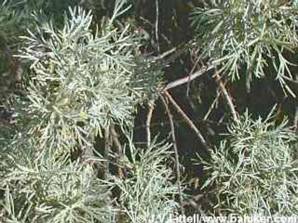 Sagebrush photo