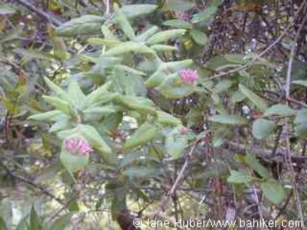 Honeysuckle