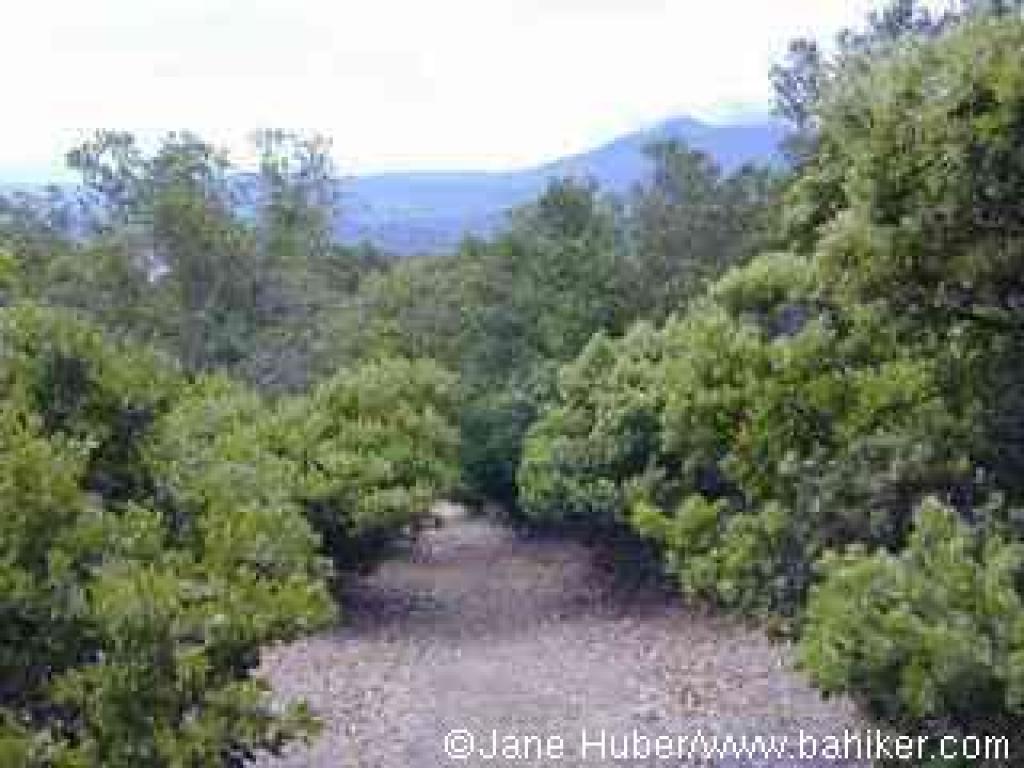 Upper section of Woodoaks Trail, with a view to Mount Tam