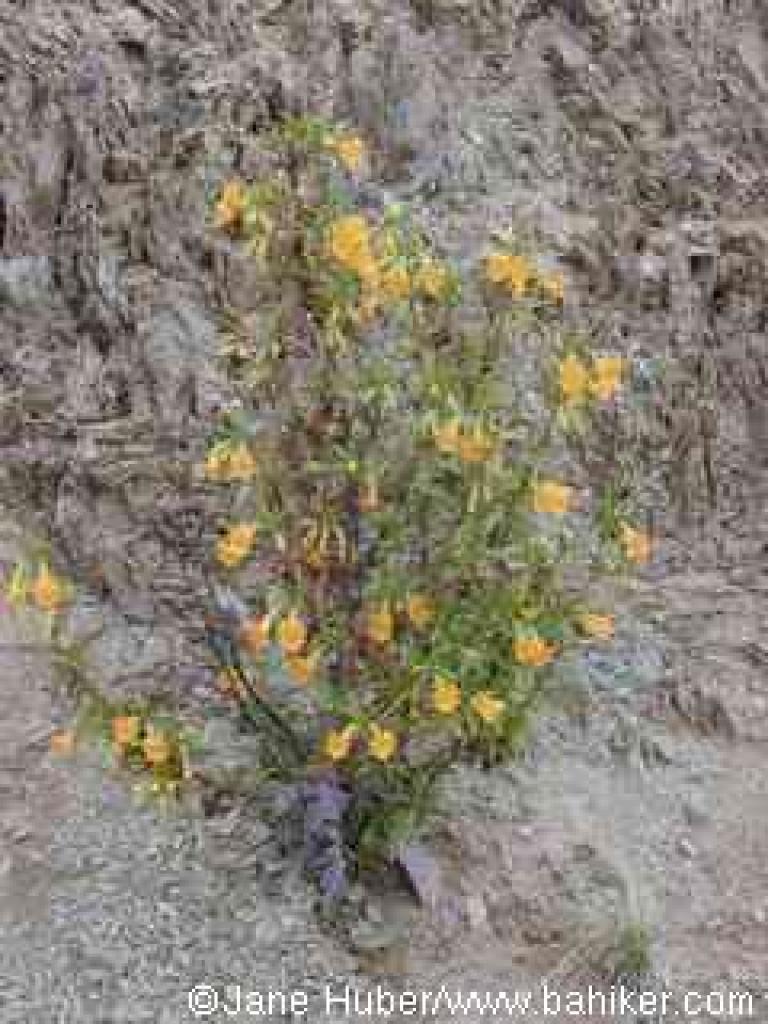 Monkeyflower