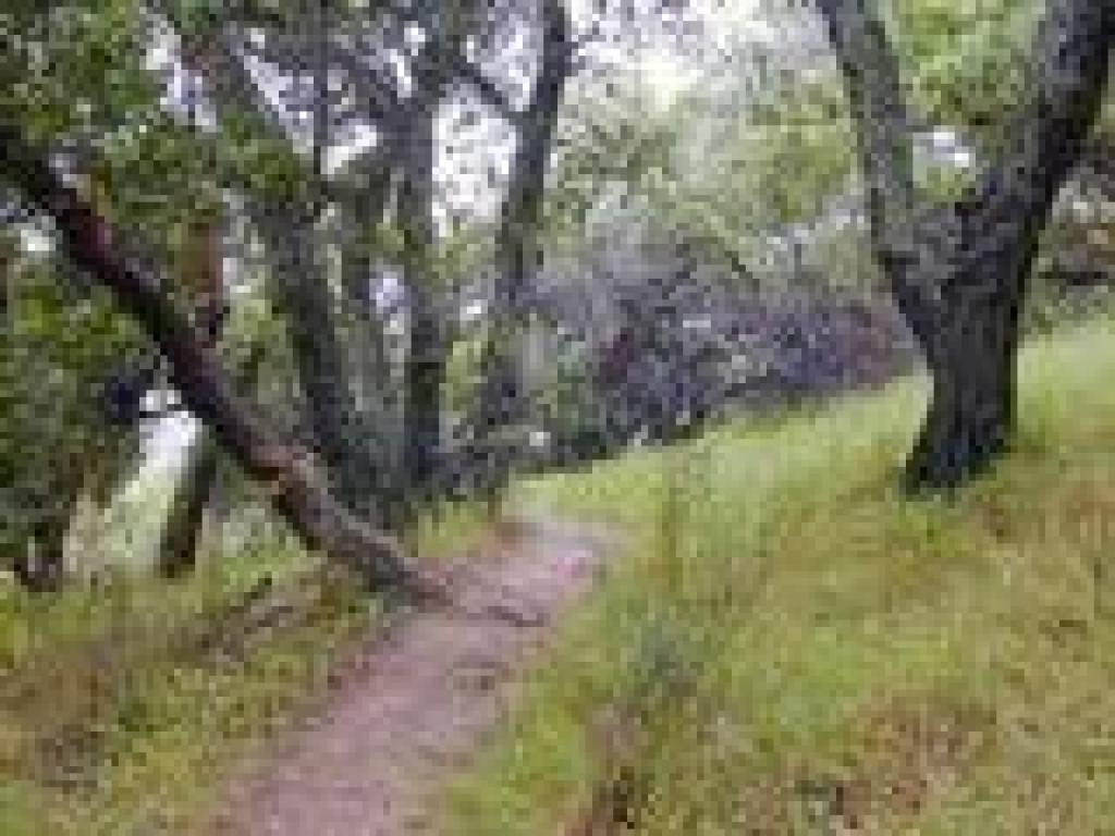 Woods