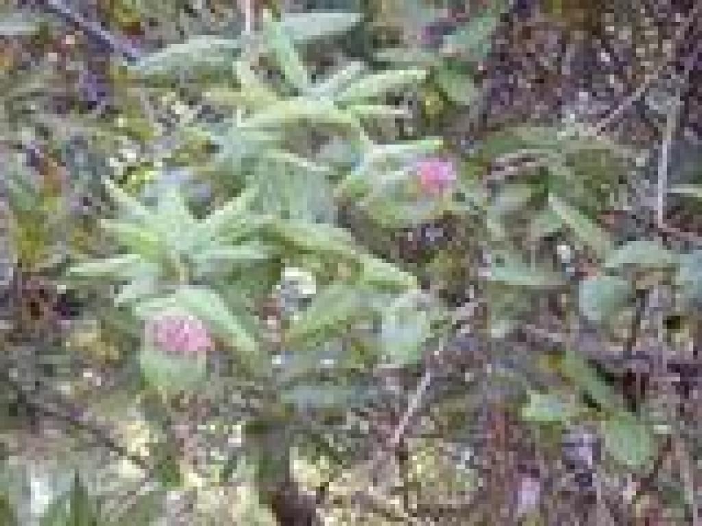 Honeysuckle