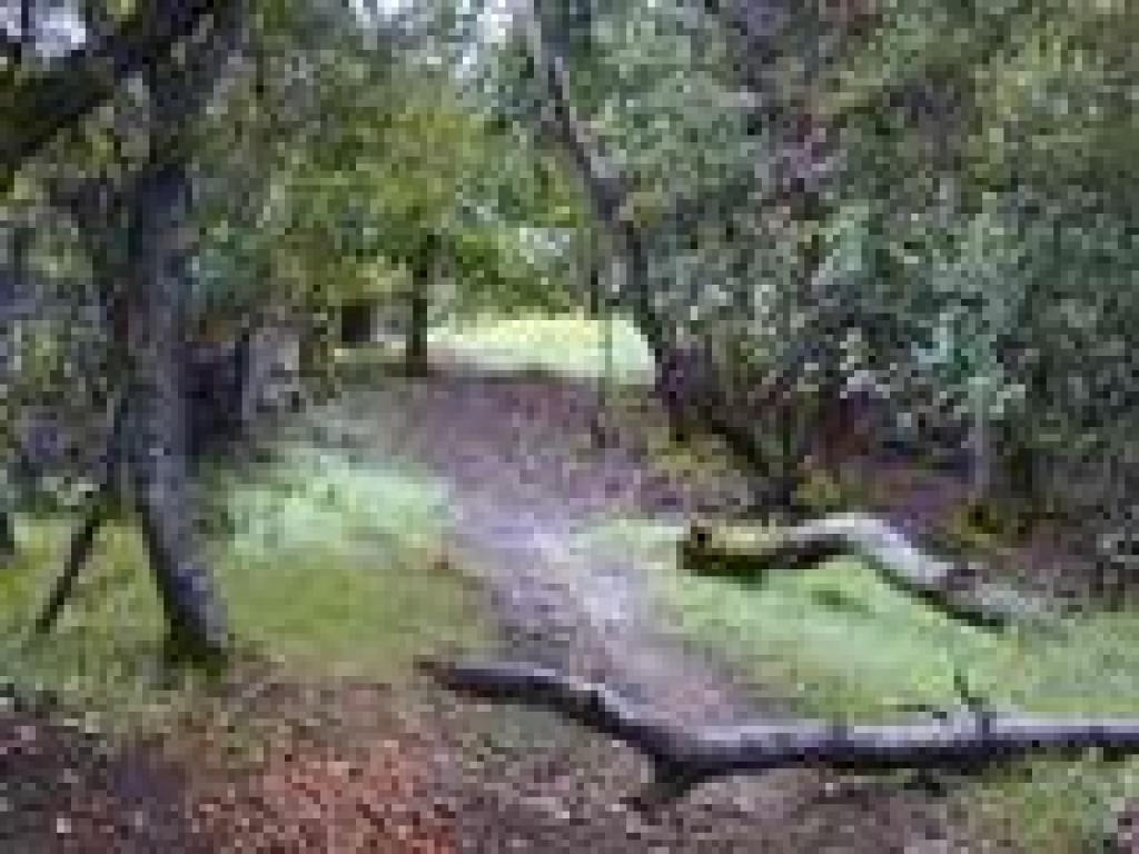 Branches across the trail