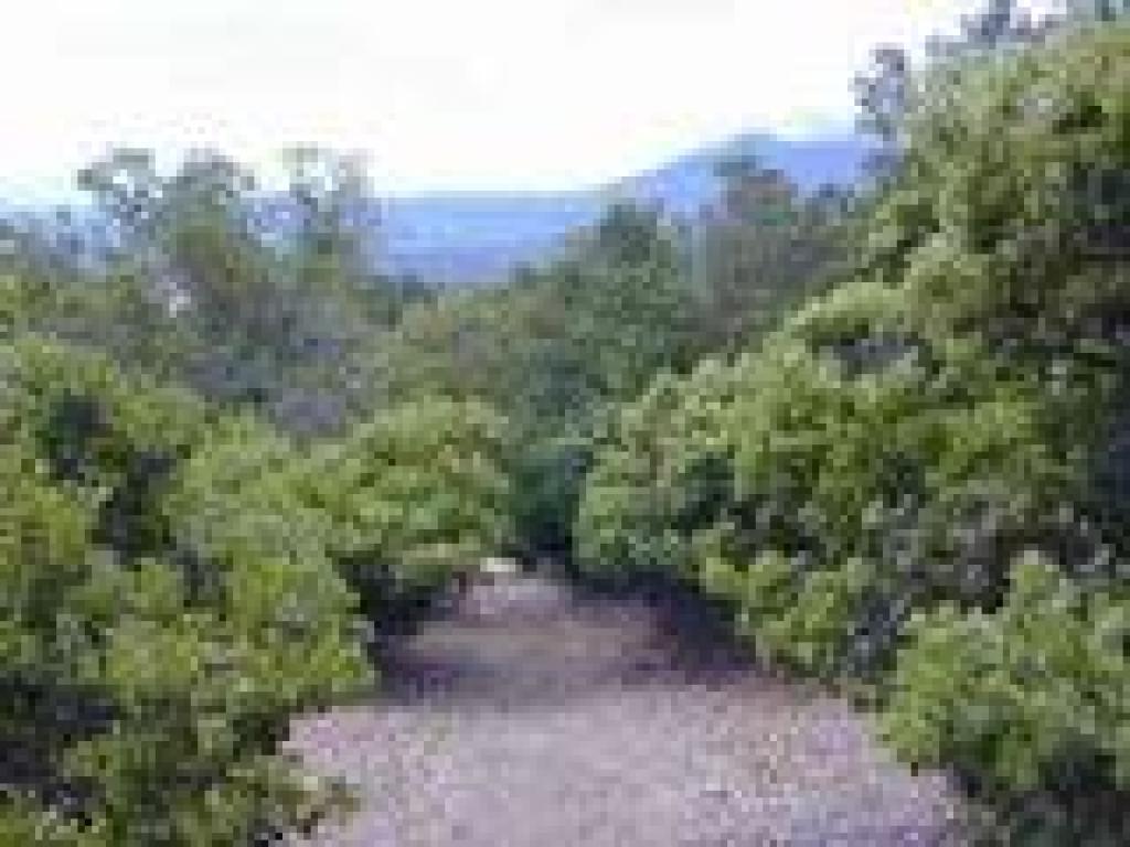 Manzanitas