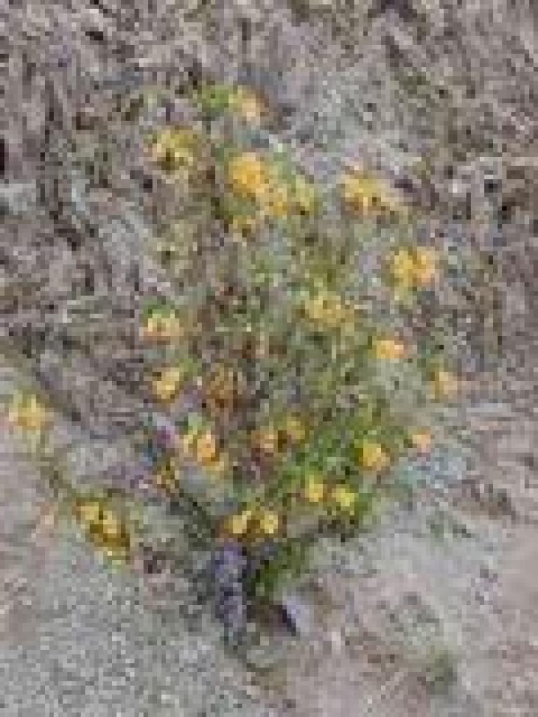Monkeyflower