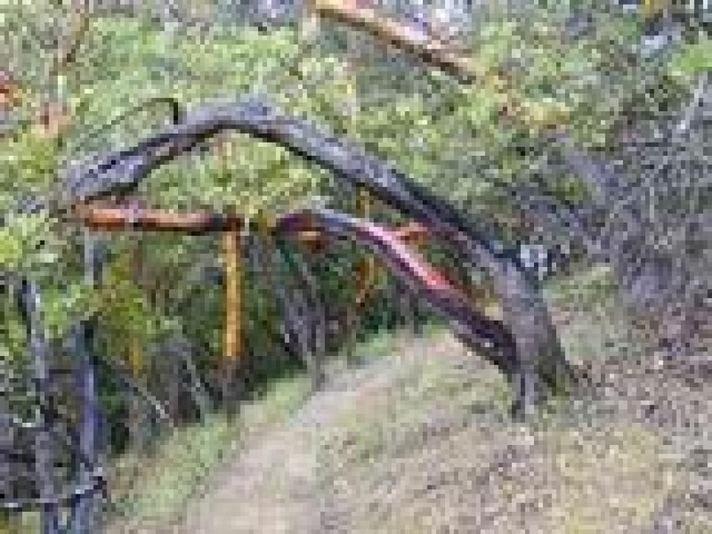 Madrone
