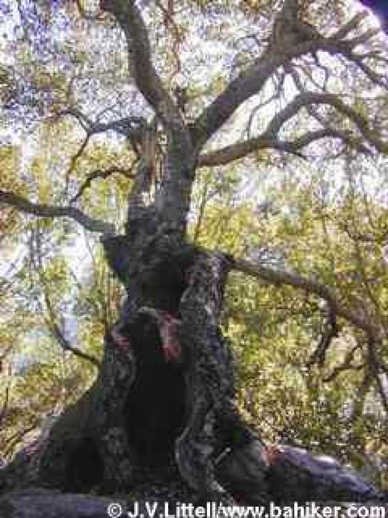 Coast live oak