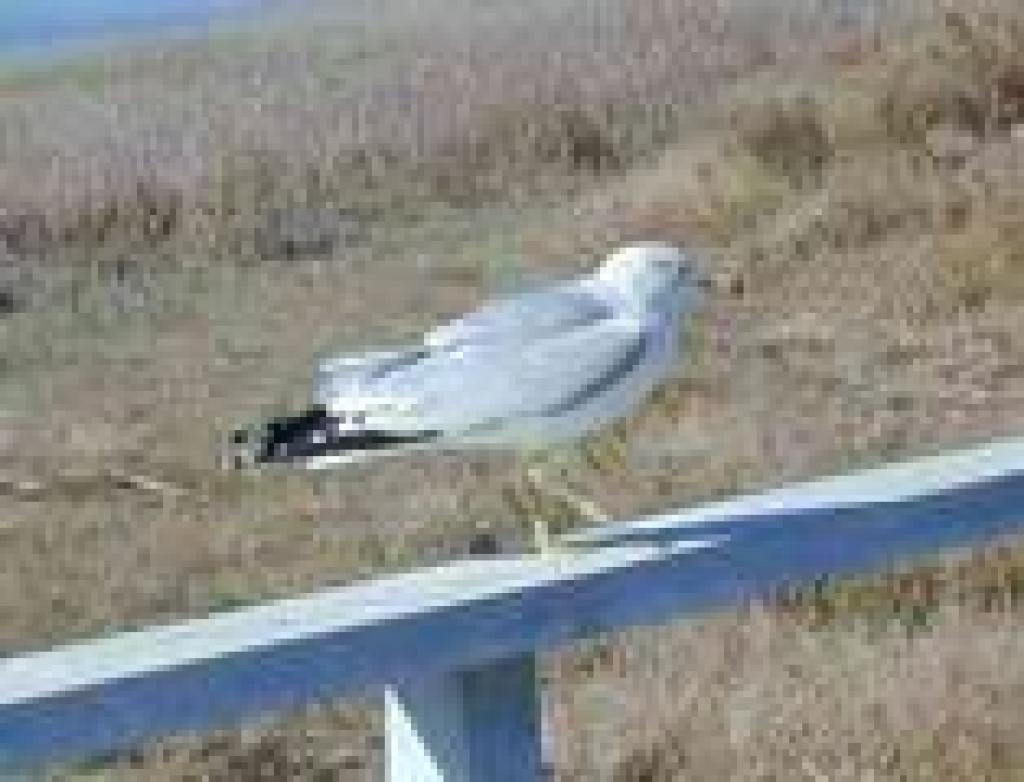 Gull